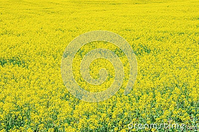 Background texture of flowering cereals crop field Stock Photo