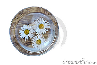 Isolated transparent cup of tea with chamomile flower. View from above Stock Photo