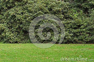 Background texture of lush green grass against tall tree hedge. Landscaping design for screening plants for privacy in a garden. Stock Photo