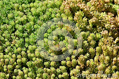 Background texture made of densely planted Sedum or Stonecrop hardy succulent ground cover perennial green plant with thick Stock Photo