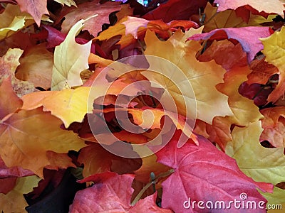 Background texture many maple leaf at fall Stock Photo