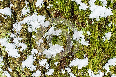 Background texture of the moss on the bark of a tree with snow in the bright winter day Stock Photo