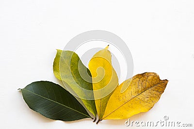 Background texture nature leaf fresh green changed until dried in autumn season Stock Photo