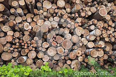 Background texture of neatly stacked logs of firewood. Pine log ends, wood cross sections Stock Photo