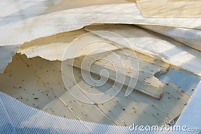 background and texture of old broken, the highest of the lifetime of polycarbonate greenhouses. Stock Photo