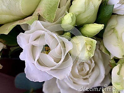 Background texture: open buds of white roses. Blooming white petals, beautiful roses. Bouquet of fresh, spring flowers Editorial Stock Photo