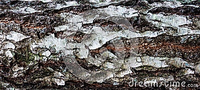 Background - relief bark of old birch with moss Stock Photo