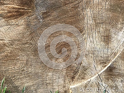 Background texture sawed off the trunk of a large tree clearly in the structure of the fibers Stock Photo