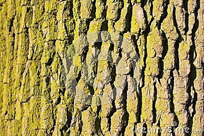 Background texture of tree bark. Skin the bark of a tree that traces cracking Stock Photo