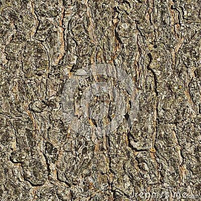 Background texture tree. seamless texture Stock Photo