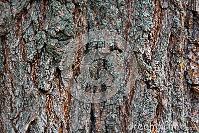 Background texture of tree trunk. Pine Stock Photo