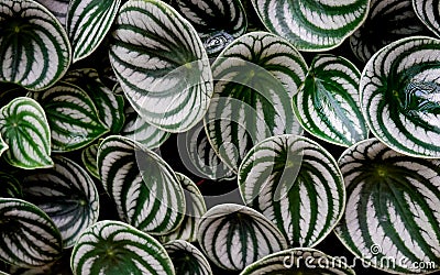 The background texture of Tropical `Peperomia Argyreia` or `watermelon Peperomia` plant with round silvery green leaves backgr Stock Photo
