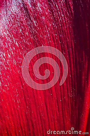 background and texture of a tulip petal in the sun Stock Photo