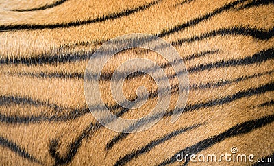 Background textured of bengal tiger fur Stock Photo