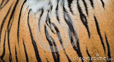 Background textured of bengal tiger fur Stock Photo