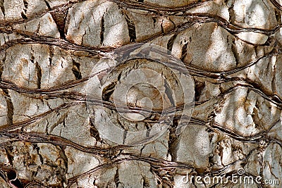 Background textured pattern of palm tree bark Stock Photo
