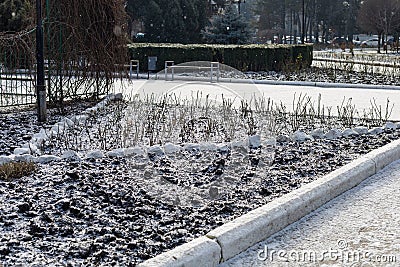 Background on the theme of wintering roses and the effect of frost on plants Stock Photo
