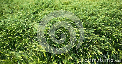 Background of thick green barley blowing in the wind on the farm Stock Photo