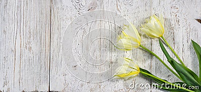 Background with three unusual white and yellow tulips Stock Photo