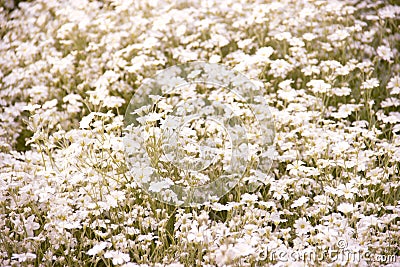 Background with tiny white flowers blurred, selective focus Stock Photo