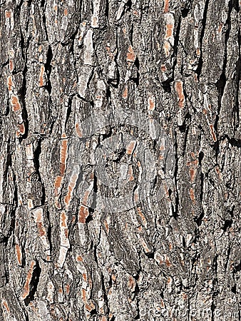 background of tree bark Stock Photo