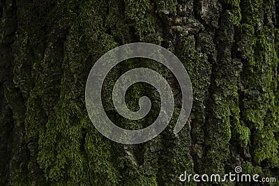 Background, tree, hornbeam tree bark and moss.close up.beautiful artistic light Stock Photo
