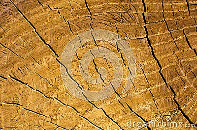 Background of a truncated tree trunk Stock Photo