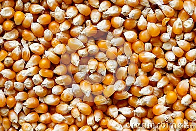 Background of unpopped popcorn. Stock Photo