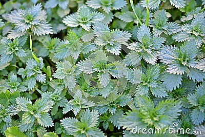 Background with Urtica dioica, common nettle, stinging nettle Stock Photo