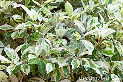Background of variegated ficus foliage in summer garden Stock Photo
