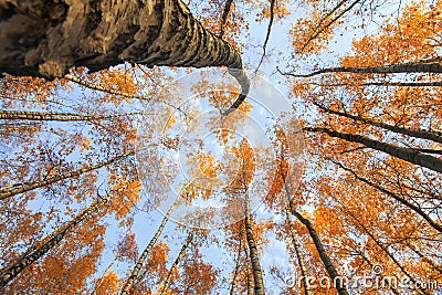 background view of the bottom of the tops of the trees stretch to the blue sky with yellow and red bright leaves in the Stock Photo