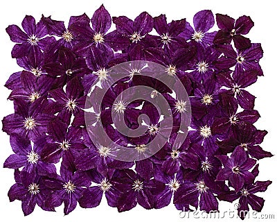 Background from violet clematis flowers, isolated on white Stock Photo