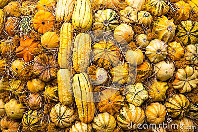 Background wall of pumpkin varieties Mix striped bright yellow. Food, vegetables, agriculture Stock Photo
