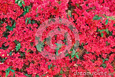 Background of a wall of red flowers. The texture of the flower bougainvillea Bush Stock Photo