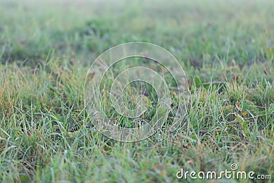 Background with wet morning grass, selective focus Stock Photo