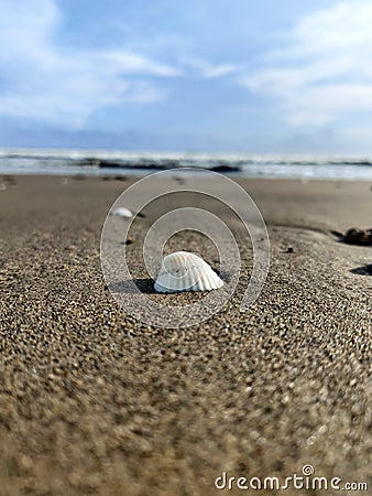 White shell in the wet sand with pores. Beach sand with bright sky background. Stock Photo