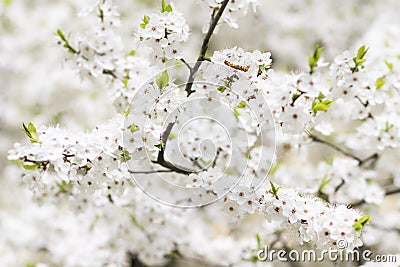 Background of white blossoming fruit tree in spring garden closeup Stock Photo