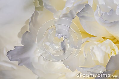 A background of white peon petals. A garden of white peonies. Stock Photo