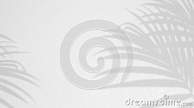 Background White Wall Studio with Light,Palm leaves Shadow,Empty Display Room Background with Sunlight effect on Wall Texture, Stock Photo