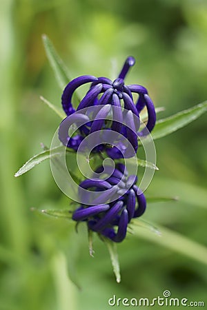 Background with wildflower - Round-headed rampion, Phyteuma orbiculare Stock Photo
