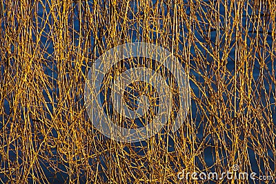 Willow Branches By The River Stock Photo