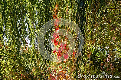 Background of willow branches and maiden grapes stems hanging down Stock Photo