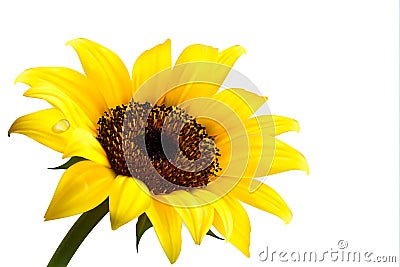 Background with yellow sunflower. Vector Illustration