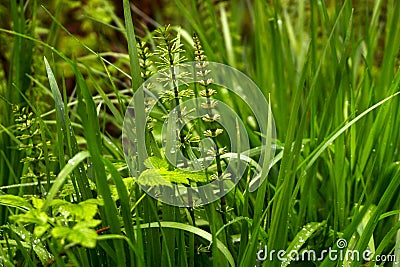 Background with young horsetails Stock Photo