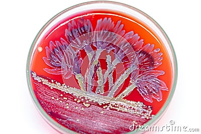 Lactobacillus bulgaricus from laboratory microbiology. Stock Photo