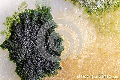 Backgrounds of Colony Characteristics of Fungus and algae. Stock Photo