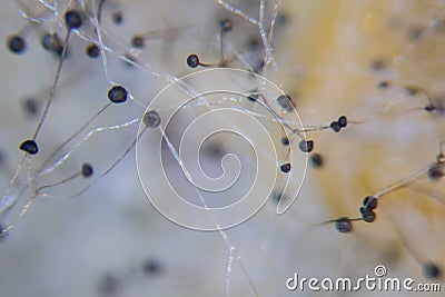 Backgrounds Colony Characteristics of Rhizopus bread mold. Stock Photo