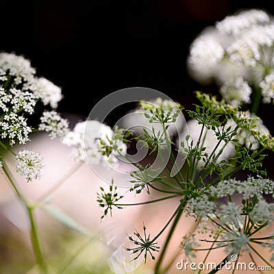 Backgrounds on nature close-ups, copy space, Stock Photo