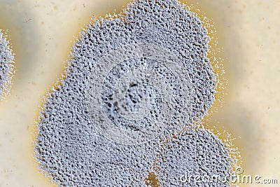 Backgrounds of Penicillium, ascomycetous in petri dish. Stock Photo