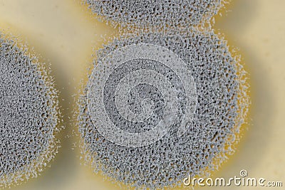 Backgrounds of Penicillium, ascomycetous in petri dish. Stock Photo